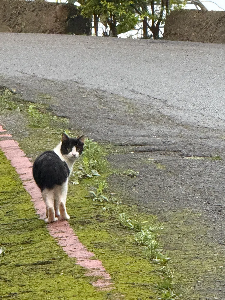 2026/04/30 可愛的貓