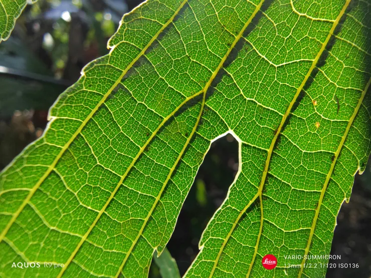 雙扇蕨葉背(SHARP AQUOS R9 pro,13mm微距)
