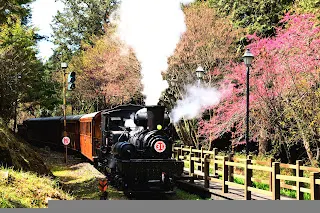 乘客下車後火車繼續往祝山方向開到道岔附近停下來，恰好與櫻花同框