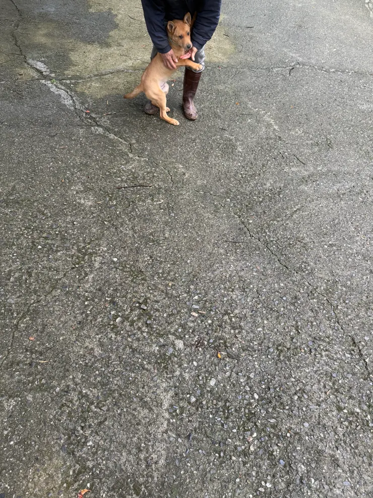 2025/12/31 很萌的狗