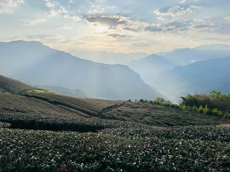 陽光灑落至茶葉的樣子