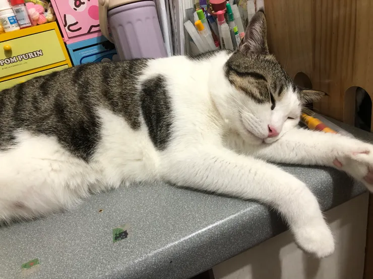 正在看書,但桌子卻被佔走了🤣