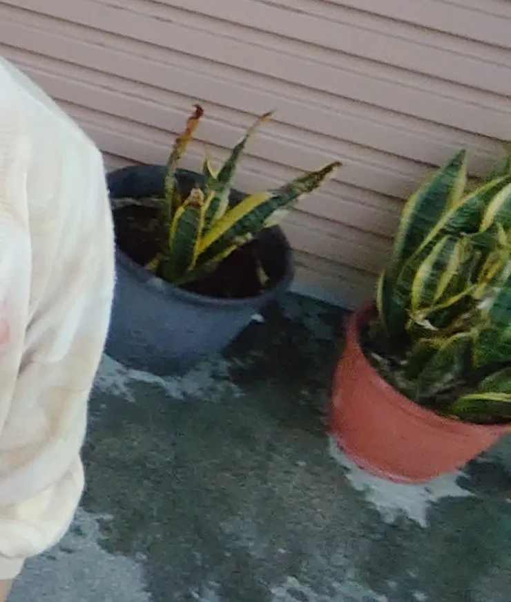 早期獨棟區都住著虎尾蘭（2024/12/29攝）