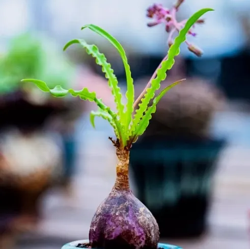 國外賣家的照片