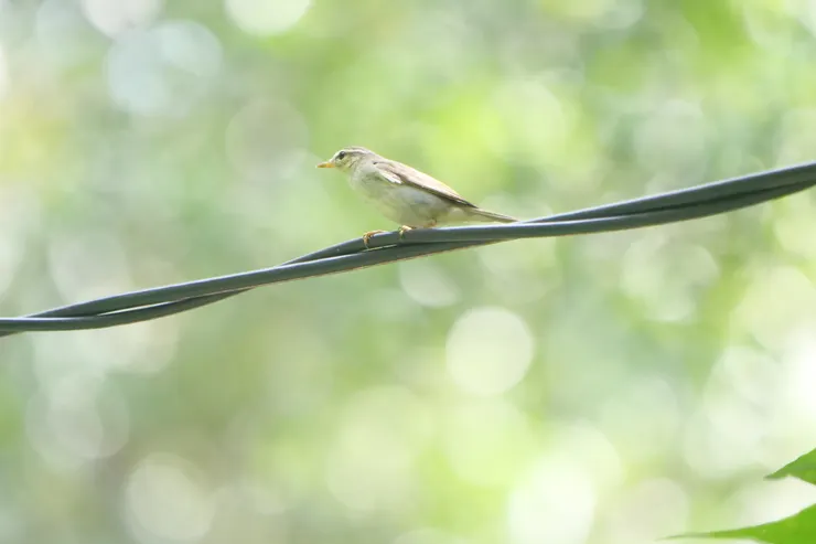 Arctic Warbler 極北柳鶯