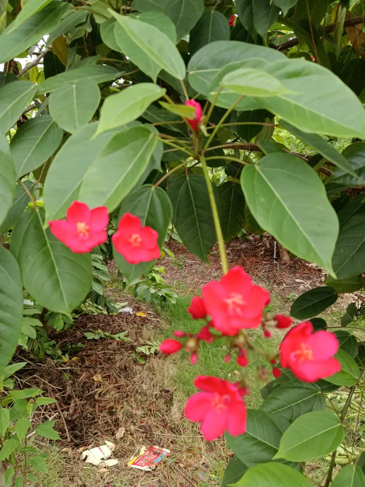 上帝作的顏色最漂亮