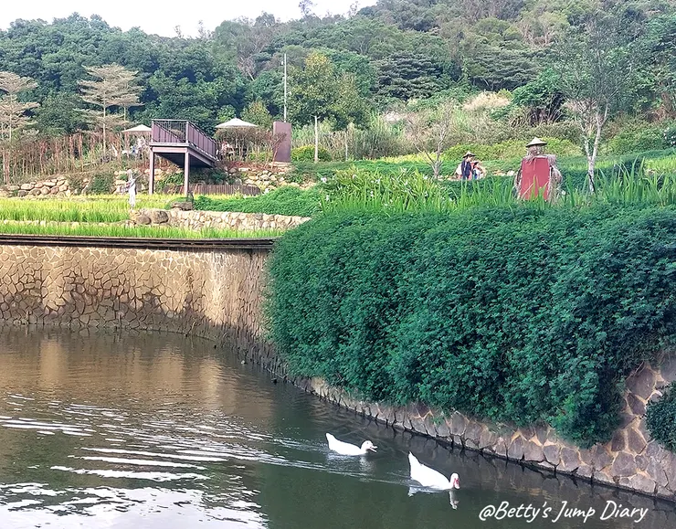 ▲大有梯田生態公園/圖片來源：Betty's Jump Diary