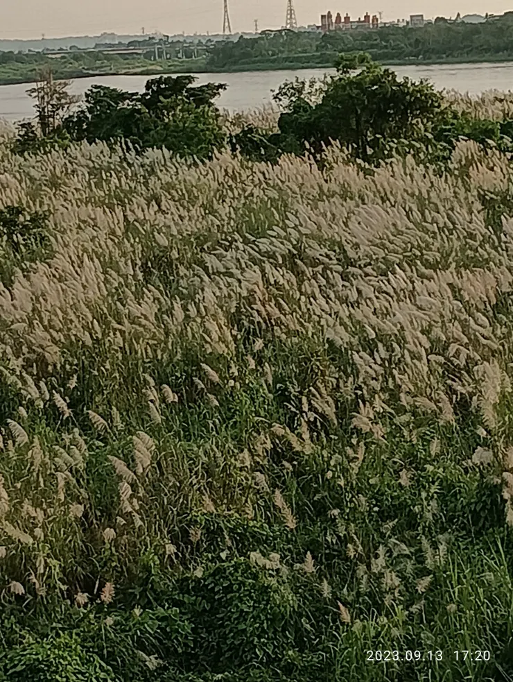 年已九月“甜根子”髮霜飄賞夕陽；亦如人歲根甜的中壯從幸福的U形曲線底部開始彎轉向上，高屏溪岸自拍攝