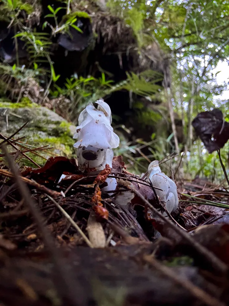 不久就發現地上有不少水晶蘭