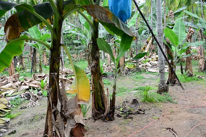 右邊矮小的是吸芽。圖片來源：hcpine76（mobile01）