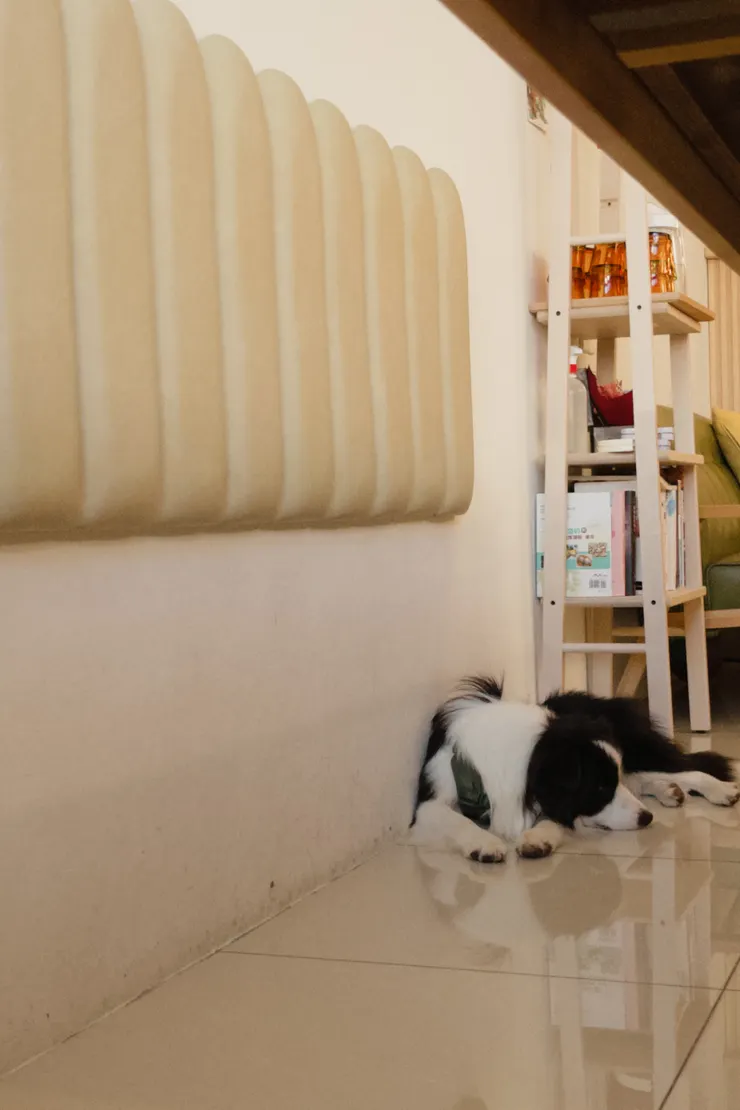 可愛的布布ฅ^•ﻌ•^ฅ