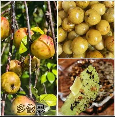 多依果