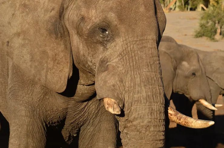 象牙斷裂的大象