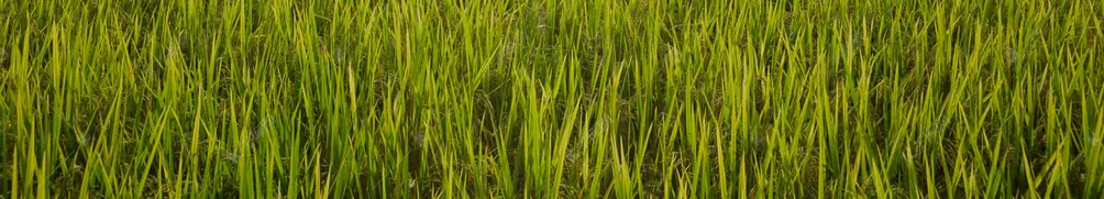 奶糖爸媽的沙龍