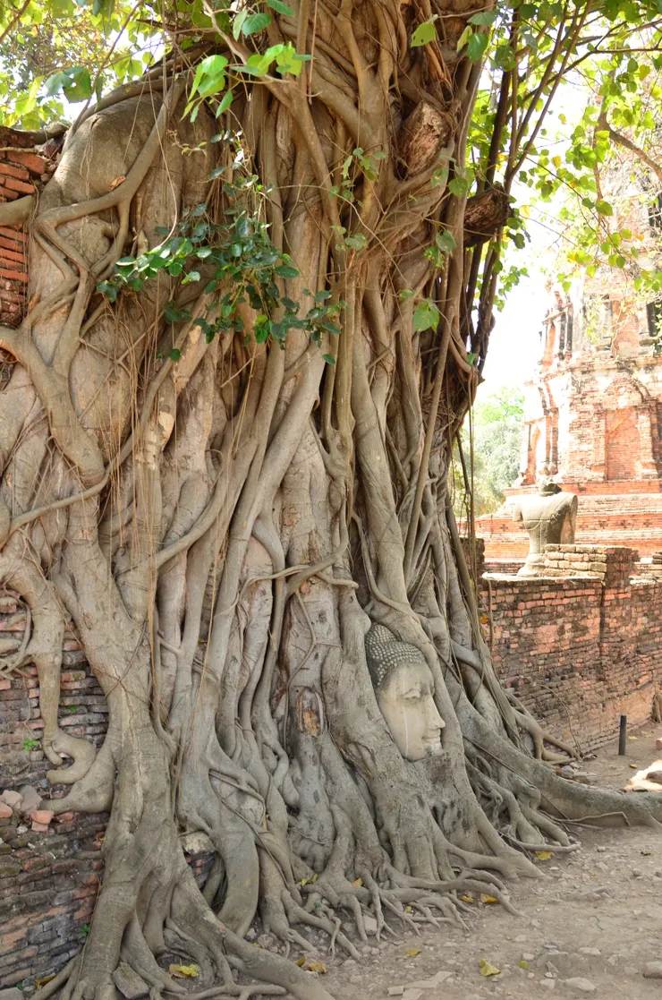 盤根錯節仍不掙扎