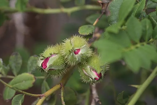 繅絲花 連花苞都布滿刺，台語的刺夯夯(giâ)還挺生動的