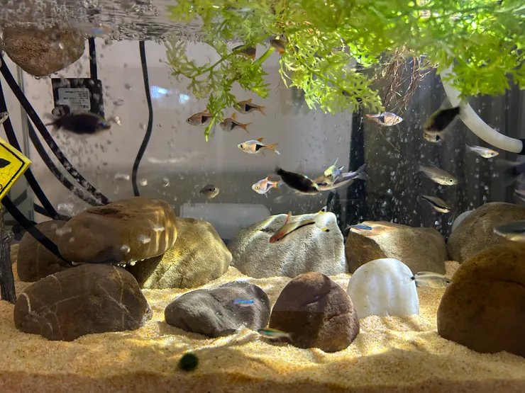 最後令我滿意的還是沙漠缸