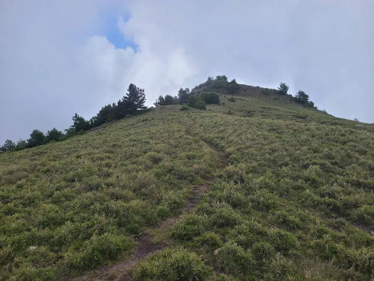 先探東北稜,馬比杉山後就是一大片的矮箭竹草坡,算漂亮