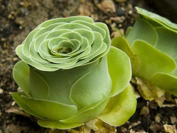 Aeonium aureum