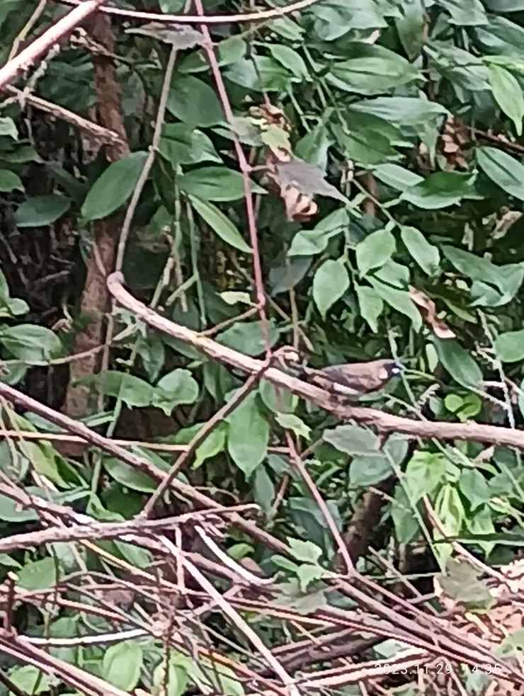 一路可聽白腰文鳥聲細麗