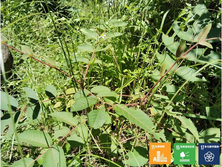 刈除過程當然還有另些小驚喜──從草叢裡竄出苗頭的羅氏鹽膚木