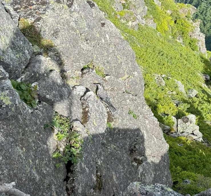 不知道是甚麼鳥。也好漂亮耶。