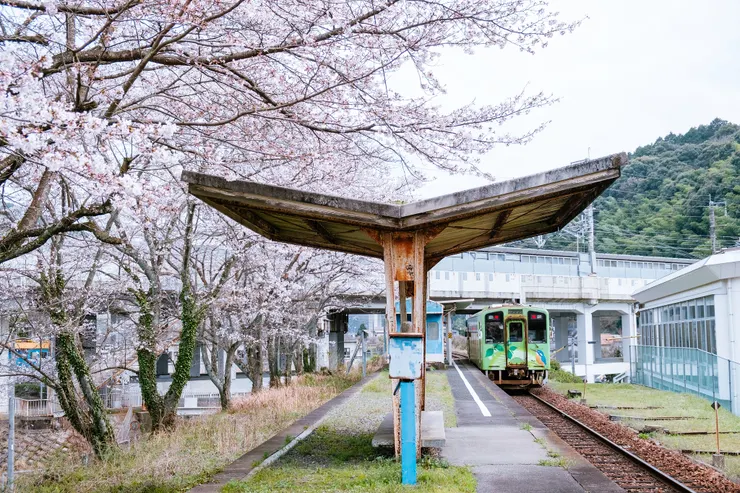 鐵道與櫻花