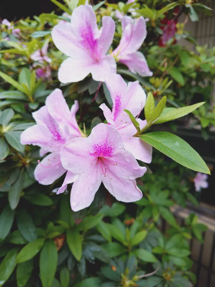 路旁的花朵兒,還有雨滴