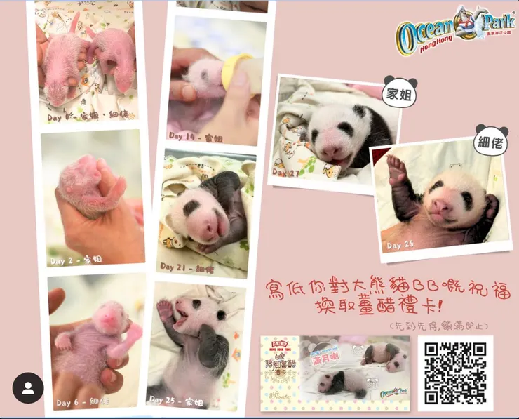 2024年8月於香港海洋公園出生的姐弟熊貓寶寶。（圖/香港海洋公園IG）