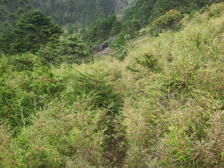 路徑明確,但此時這裡就看不到山屋了。隱身於箭竹叢中,這邊注意方向抓過去就好