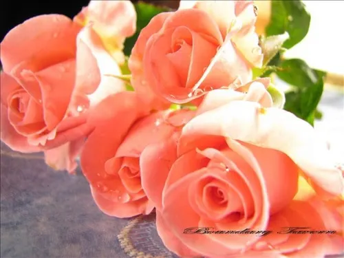 「高心劍瓣」是現代玫瑰（Modern Roses）公認最具代表性的花型。花心明顯高於外層花瓣（高心），且花瓣邊緣向後捲曲形成銳角，外觀尖銳如劍（劍瓣）。