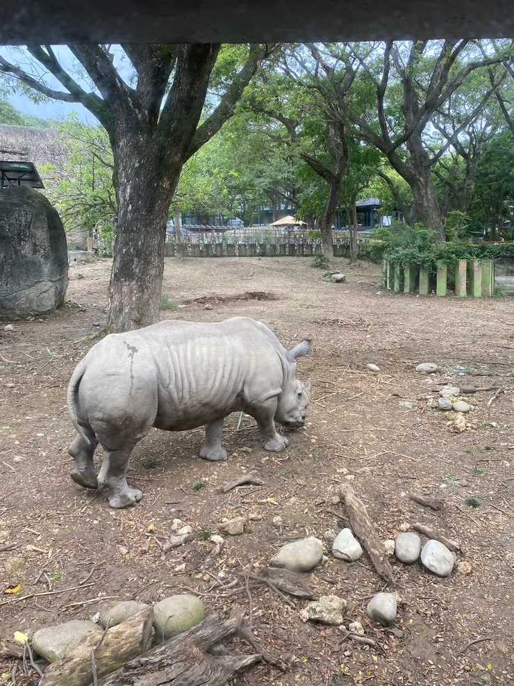 犀牛找尋食物中