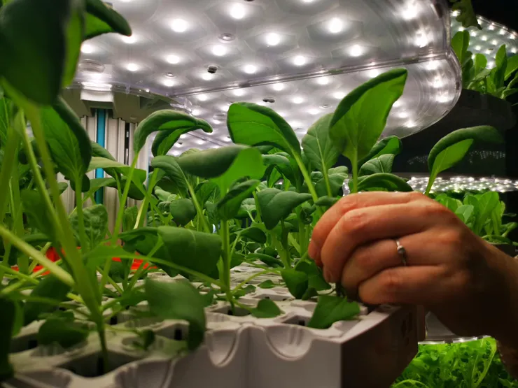 幸運樹～日本小松菜