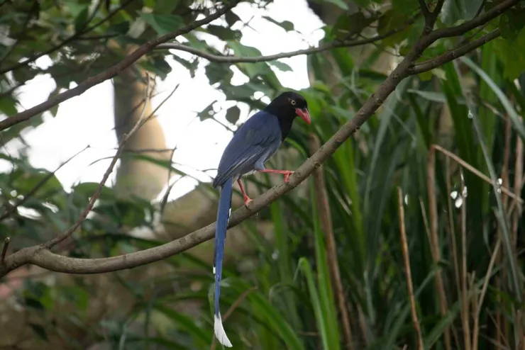 ▲臺灣藍鵲 拍攝於北投國華高爾夫俱樂部