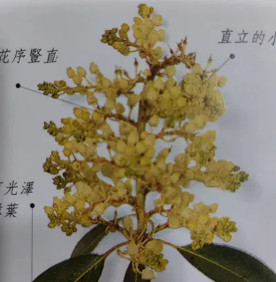 咀嚼文字的盆栽的沙龍