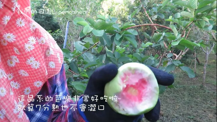 好吃的芭樂