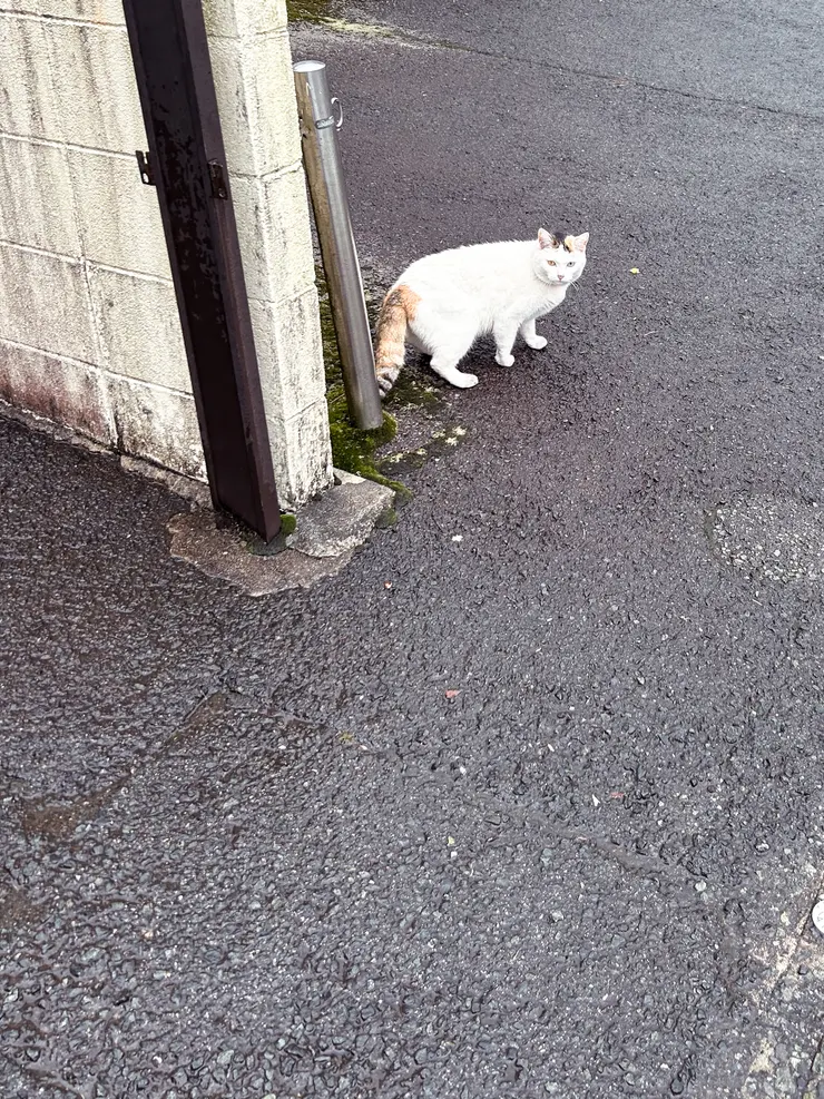 等公車的時候遇到小胖貓，超級可愛！