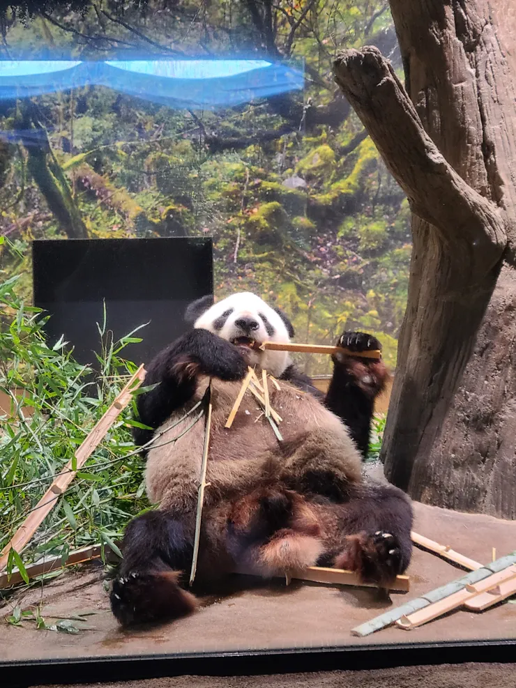 上野動物園熊貓