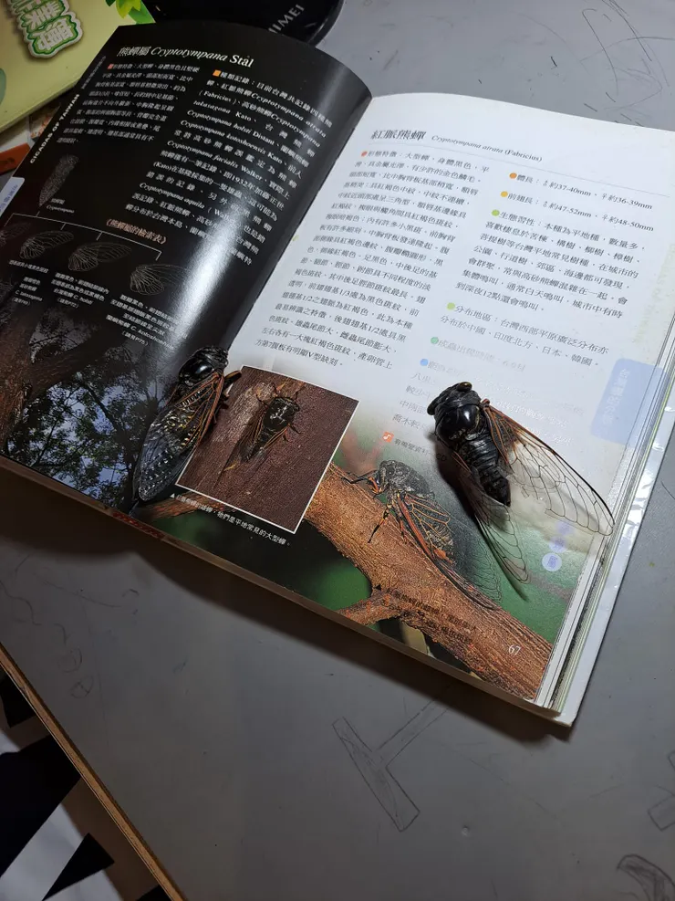 紅脈熊蟬