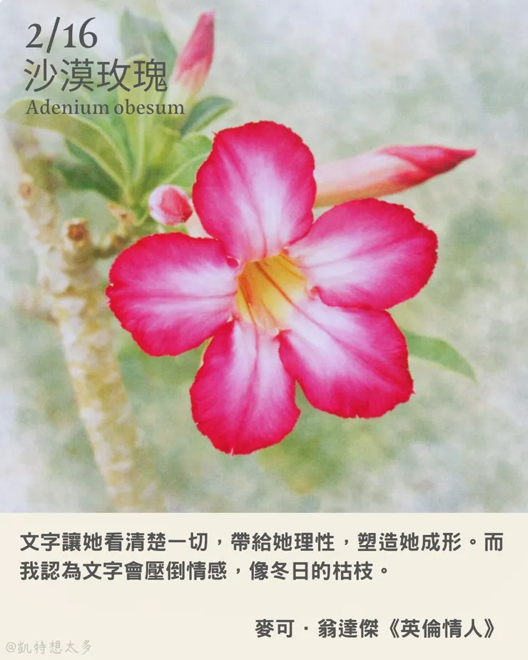 2 月 16日｜沙漠玫瑰×麥可．翁達傑《英倫情人》