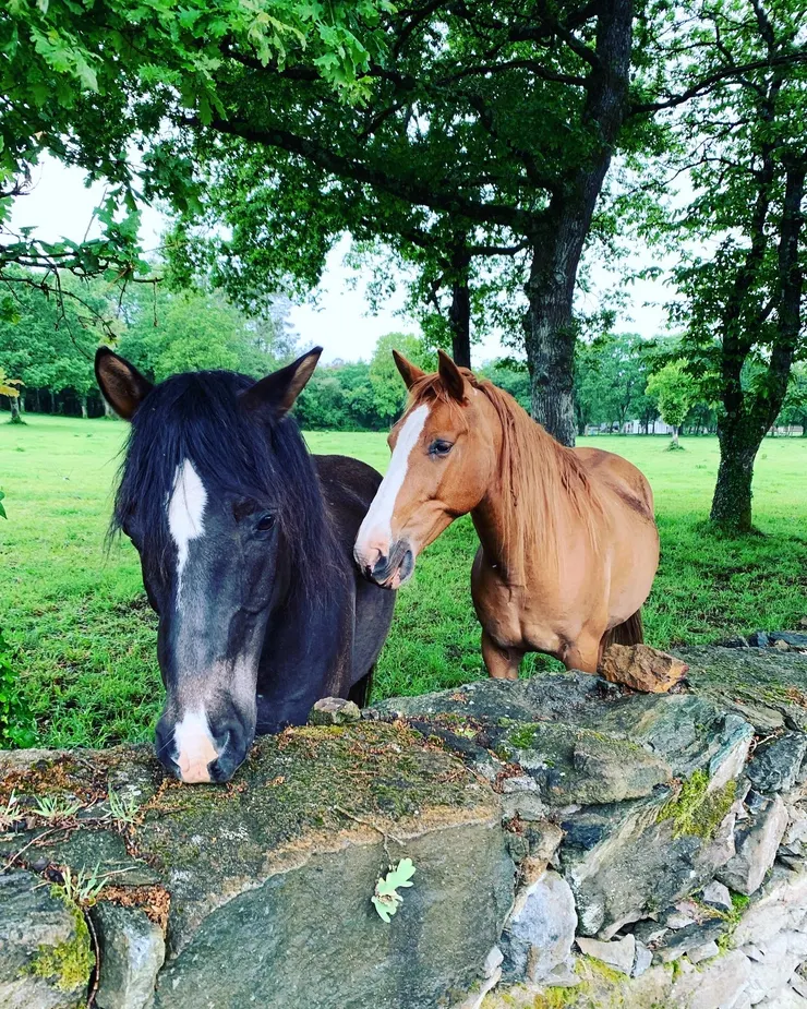圖四：充滿靈性的高貴馬兒