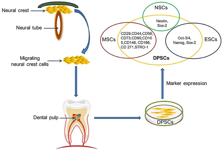 牙髓幹細胞的位置。圖片取自期刊