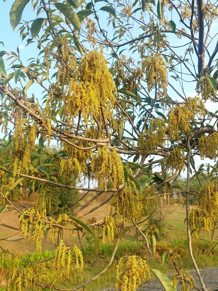 春日 青剛櫟掛滿一樹下垂的柔荑花序，正在上演一場壯觀的雄花秀