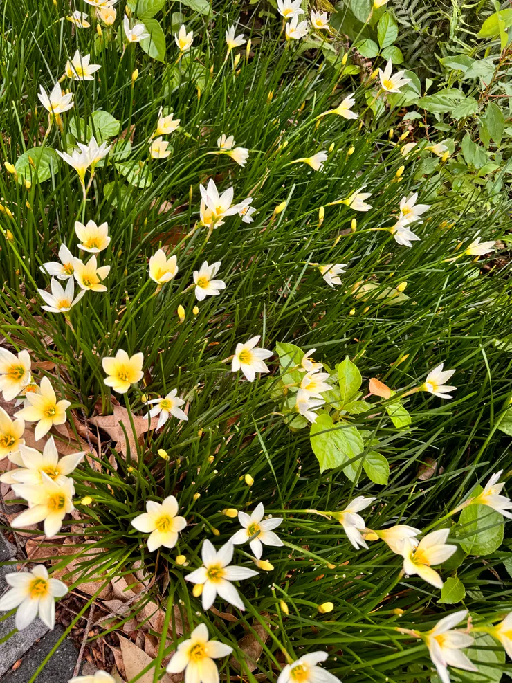 大雨後的風雨蘭盛開
