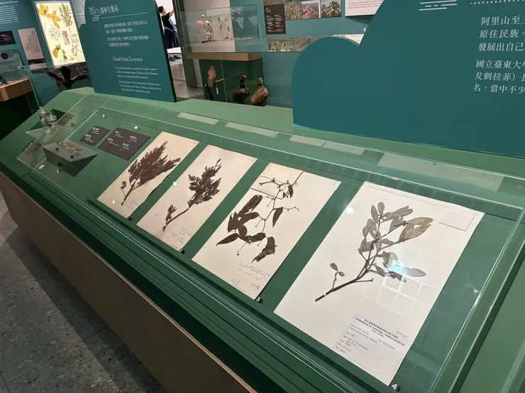 來自國立台灣博物館的標本典藏。