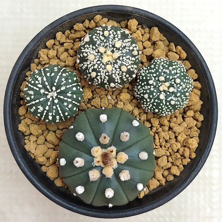 琉璃兜（大）、超兜（小）