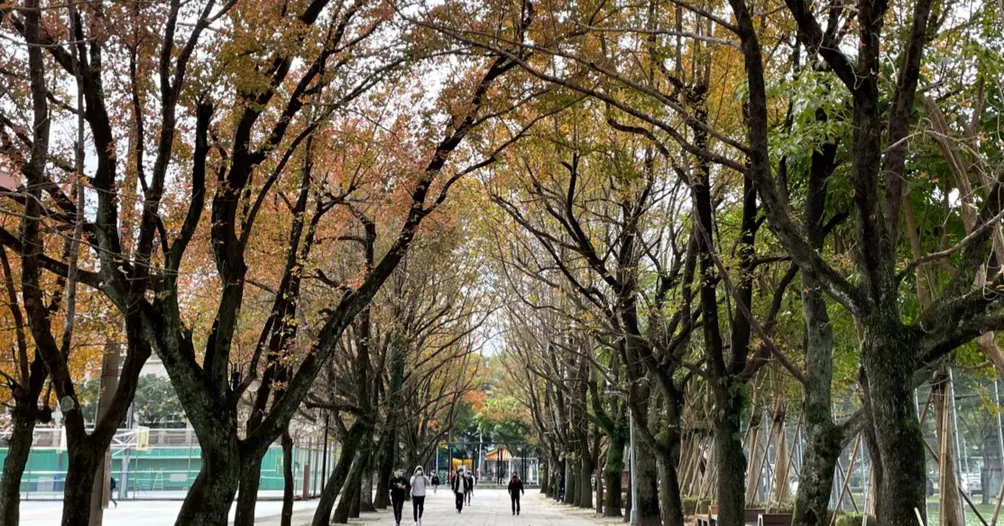 恬淡君子的沙龍