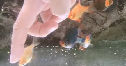 始力拼達人的沙龍