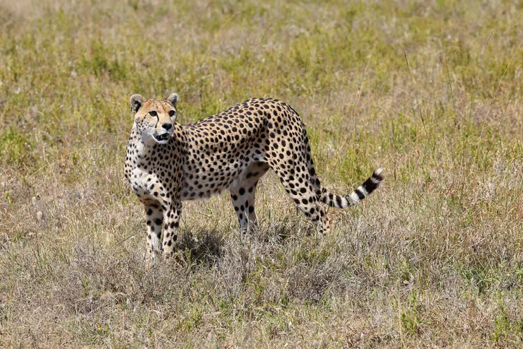 佇立艷陽下的速度機器