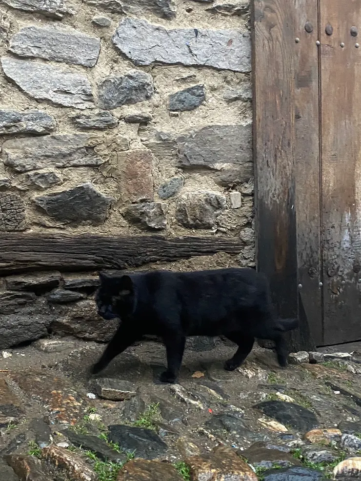 可能是下雨的關係,沒看到太多貓咪